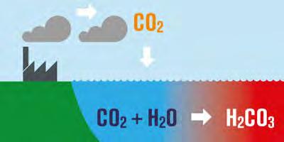 55 FACT SHEET 03 Coral in a high CO 2 world Increased atmospheric carbon dioxide has two impacts on coral ecosystems.
