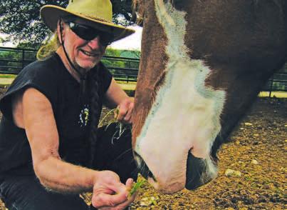 Amy Nelson AWI spokesman and country music legend Willie Nelson greets one of the many rescued horses he has retired to his ranch in Luck, Texas.