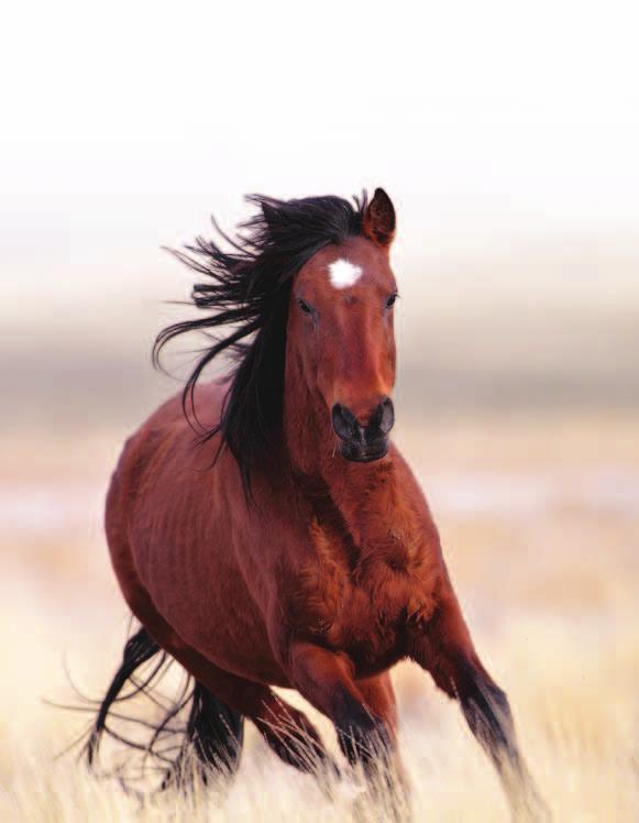 HORSE SLAUGHTER Animal Welfare Institute BETRAYING OUR EQUINE ALLy Horses have served humans throughout history, carrying us on their backs, tilling our fields, drawing wagons and carriages, and