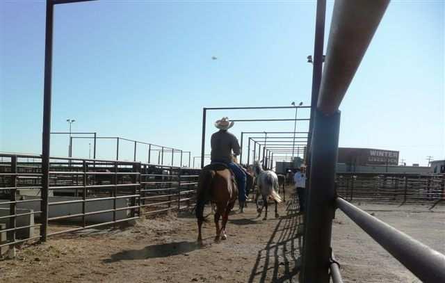4. Winter Livestock Auction, La Junta, CO 8/2/2009 Location: 30425 East Highway 50 La Junta, CO 81050 Owner/Manager: John Campbell 719-384-4491 Sale Schedule: The auction holds sales every Tuesday,
