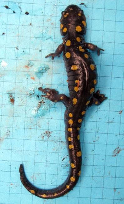 In addition, we positively identified five unique individual spotted salamanders on both their inbound and outbound migrations (Fig. 5). Figure 5.