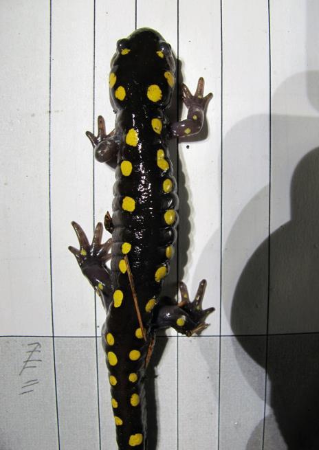 Note the distinctive spot pattern on the animal s head and upper back, which is unique to this individual salamander.