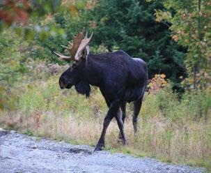 Maine moose and wildlife they re wonderful ways to see Maine!