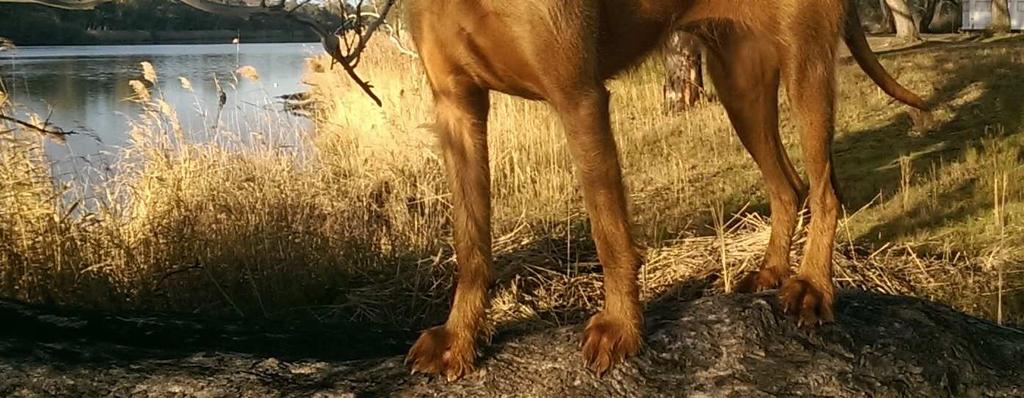 Retrieving and Field Trials Club of SA s Top Restricted Retrieving Dog (Bitch) Gundog Club of SA Inc s Top