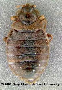 ~ ~ Cimex lectularius (Cimicidae) Biology and Management Bed bugs are increasingly becoming a problem within residences of all kinds, including homes, apartments, hotels, cruise ships, dormitories