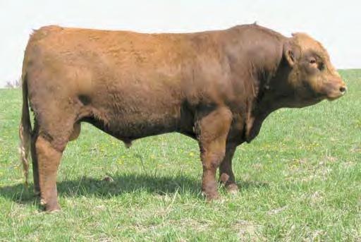 Dakota is moderate framed, deep bodied and had a 114 WW ratio and a 112 YW ratio.