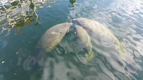 The next morning we saw a Manatee family of three getting a drink of fresh water from a boat exhaust and swimming amongst the boats.