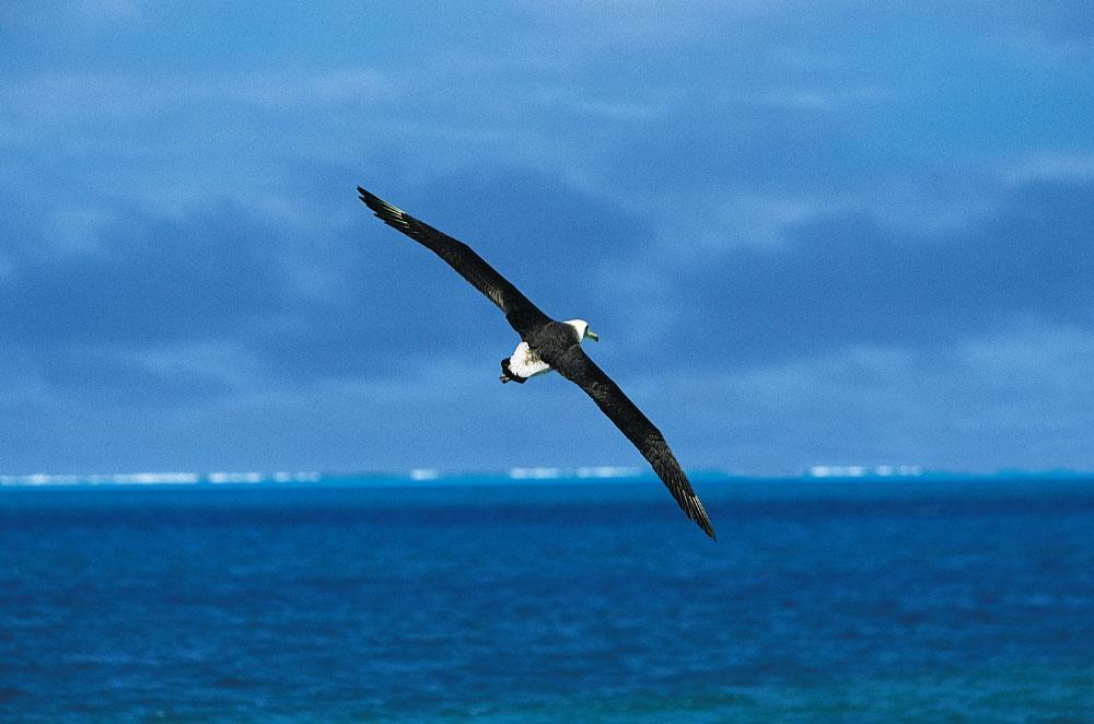 The wingspan of the albatross can be up