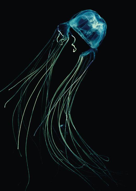 A sea wasp (Chironix), one of the most dangerous jellies.