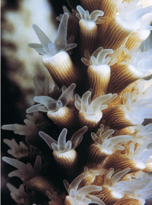 Phylum Cnidaria includes corals.