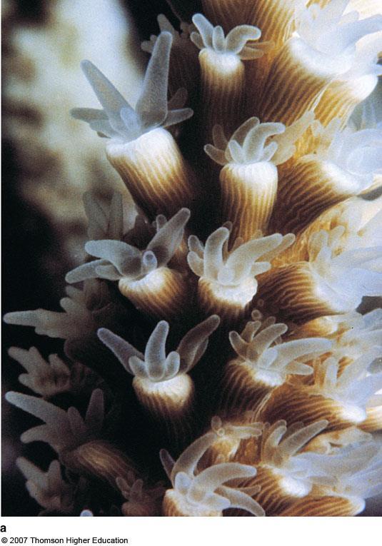 Zooxanthellae provide corals with oxygen,