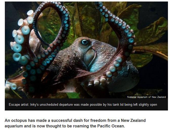 Octopuses are highly intelligent. http://www.bbc.com/news/blogsnews-from-elsewhere-36025141 Inky on NPR, 4/16/16: http://www.npr.