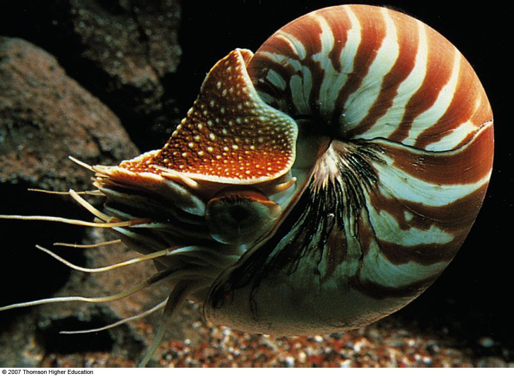 Nautilus Cephalopod The nautilus is a member of the only living cephalopod group with