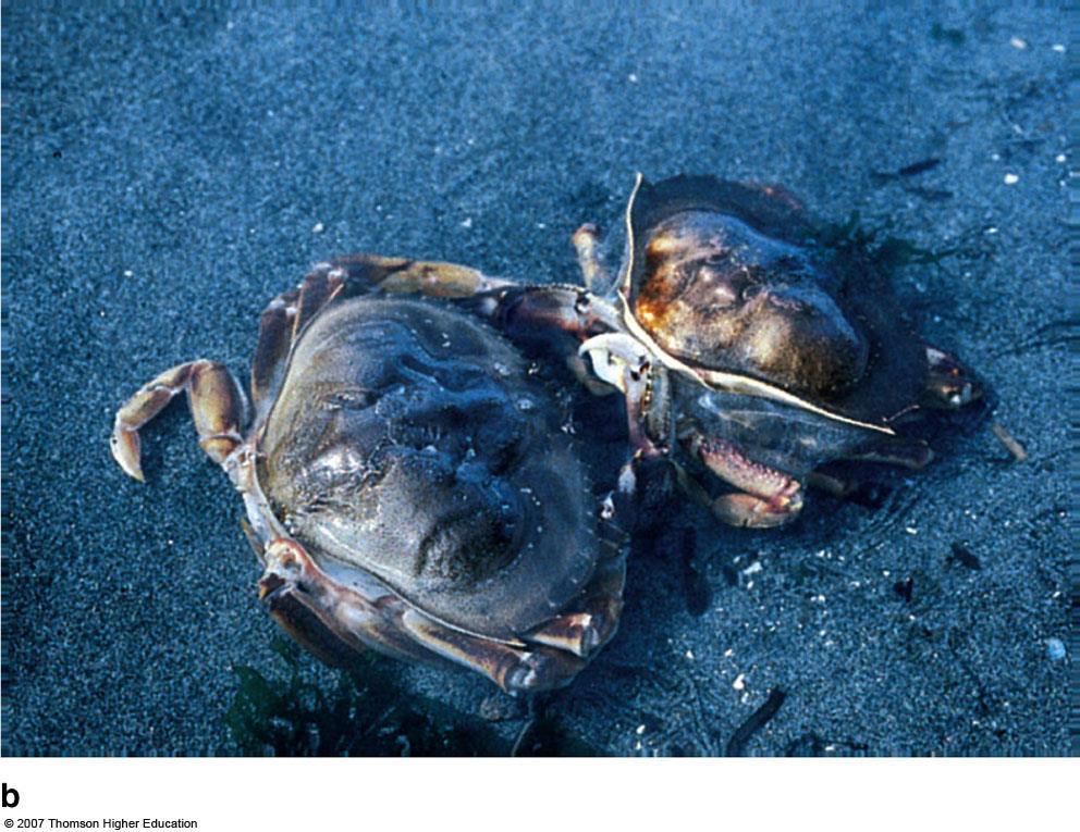 Clear of the old exoskeleton, the softbodied crab takes in water and expands.