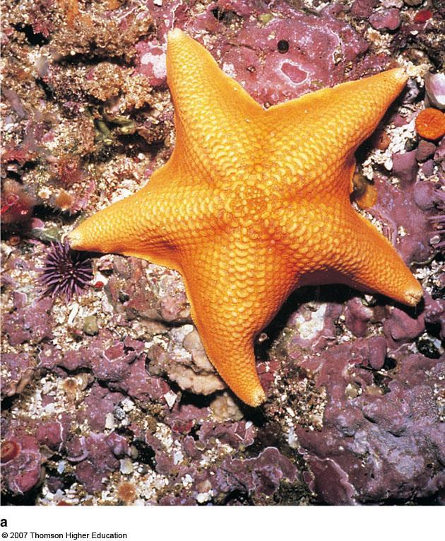 Phylum Echinodermata Echinodermata - (hedge-hog skin) 4 most familiar classes: 1) Asteroidea (sea stars) 2)