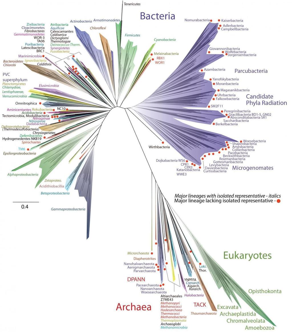 Updated Tree of Life, April 2016 The researchers studied DNA from 2,072 known