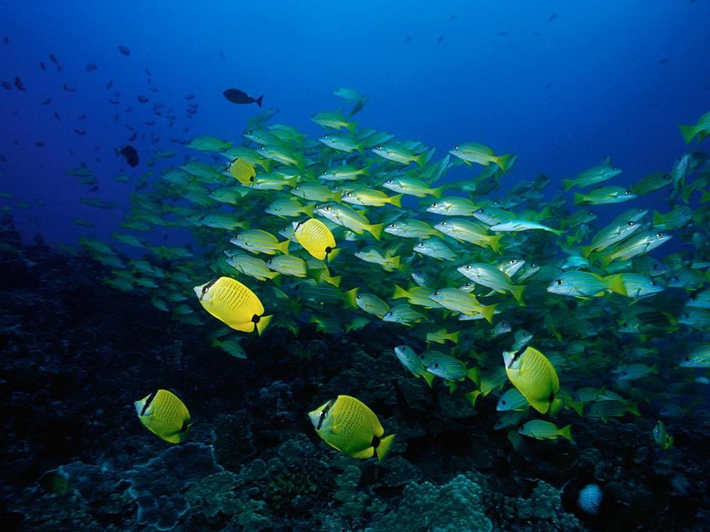 Fish have adapted to drink seawater and expel salt from gills.