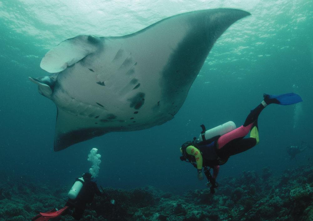 Rays Chondrichthyes A manta ray is sometimes called a devilfish because of the