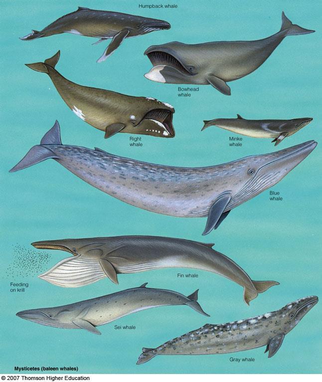 Cetaceans (whales) Suborder: Mysticeti (baleen whales)