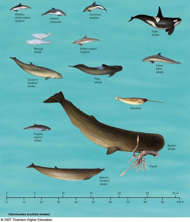 Cetaceans (whales) Suborder: