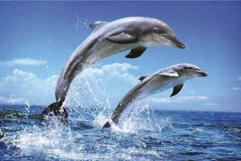 Dolphins -