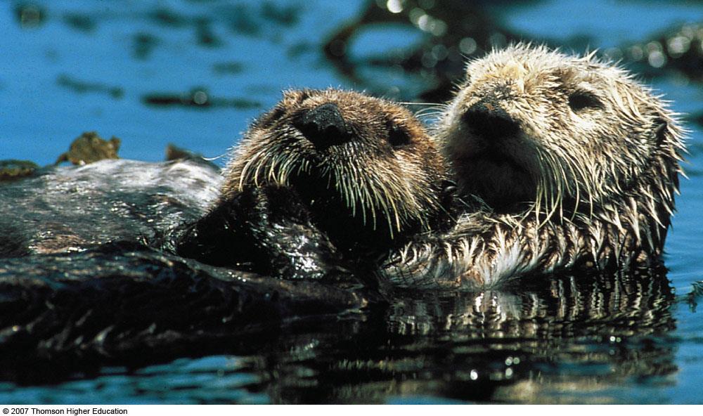 Sea otters -
