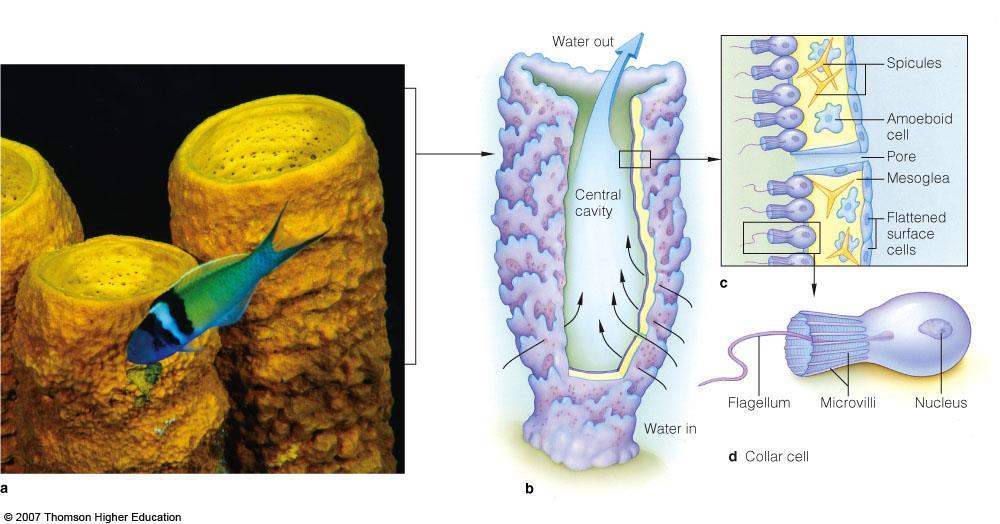 Phylum Porifera Porifera