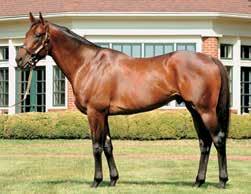 2014 Freshman Sire Recap Size and Athleticism BY IAN TAPP Assessing young sires Quality Road, Super Saver The race for 2014 champion first-crop sire came down to the final week of the year and was