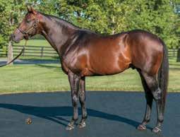 2014 Freshman Sire Recap a lot of his babies are. From what I ve seen, it seems like (the Quality Roads) don t want to be what I would describe as early summer 2-year-olds.
