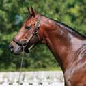 yearling average was the highest ever for a first-crop sire that entered stud for a $10,000 fee.