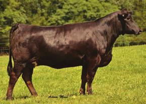 page 9 PVF All Pay Day - reference sire Diamond D Hum-11G 2X Embryos 3 Embryos Guaranteeing 1 Pregnancy 15A HC Hummer 12M Miss Kansas K 11G Diamond D Hum-11G 2X - reference dam WLE Power Stroke LBR