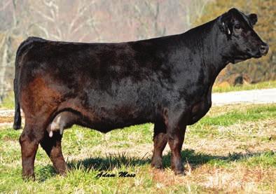 78 146 MCM Top Grade 018X Proj EPDS MCM Top Grade 018X - reference sire 10 0.5 61 98 12 25 56 0.45 0.92 140 Selling 3 embryos guaranteeing 1 pregnancy if work is performed by a certified embryologist.