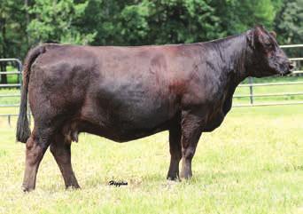 Glamour 11J JM Lady Remington 5S Remington Red Label HR JM Miss Olivia-L36 7 3.6 68 104 7 21 55 0.1 0.81 120 This female is one of our favorites we re selling.