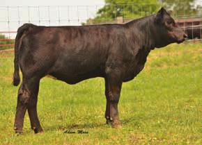 She is near perfect through her front end and is pieced together very nicely. We bought half of her dam out of this sale in 2010 and she keeps on impressing us and producing these promising females.