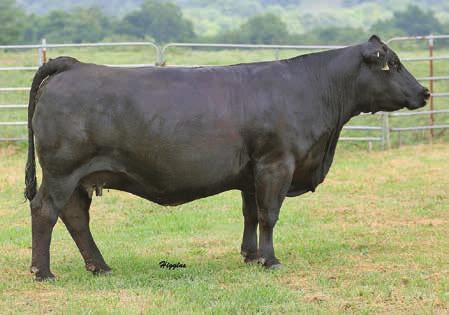 This donor has added to our program and will leave us several daughters. Hello Dolly is backed by our bull Powerline and JS Sweet Memories. This donor is wide, bold sprung with super rib shape.