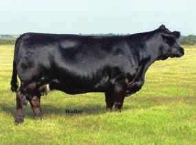 Again, coming to the sale bred to STF Elan. AId to STF Elan XE79, ASA#2533216 on 6/13/15. 55 days safe in calf.