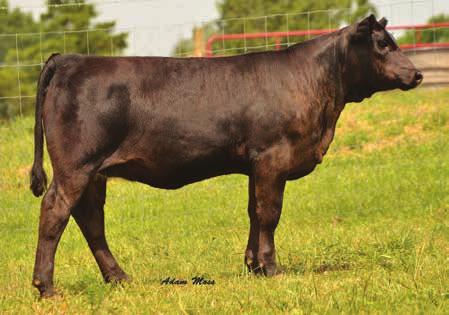 This young lady carries herself nice on the move and is good structured. This spring born has loads of muscle and top however is fancy and complete. We like her look and her overall performance.