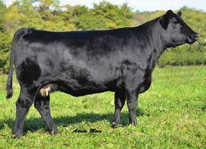 03 130 We always find something interesting at the Head of Class sale and that is where we selected the dam of P25C from the Ratcliff program, RRJS Miss Frog.