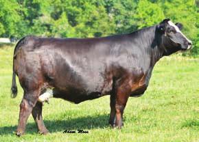 She is a super stout, huge ribbed, belly dragging female, sound and big footed, with a picture perfect udder.