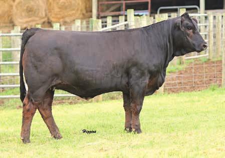 She will be a power cow and no doubt raise a stout bull down the road. AId to CCR Sante Fe, ASA# 2720494 on 6/25/15 CVLS Classic Look 433B 3/4 Blood ASA# 2921561 433B 5/27/14 ADJ BW 75 54 9 1.