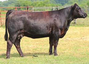 page 30 KenCo Doing Right A003 Purebred ASA# 2951212 A003 10/12/13 ADJ BW 68 65 MCM Top Grade 018X Mr NLC Upgrade U8676 MCM 513R Welshs Dew It Right 067T PRS Lady Done Right W214 SC Shoal Creek Lady