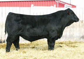 0166A is power and is in the top 2% for yearling and in the top 3% for weaning. What will Cowboy Cut do?