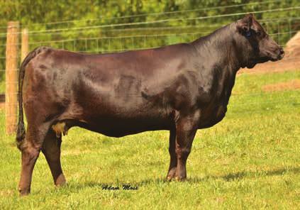 X15 is out of Tom Cline s top donor TNC Sweet Dreams. She has really mated good with TJ Final Copy a young sire that has a lot of maternal merit.