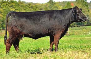 Miss P36D 7 1.8 62 94 6 17 48-0.01 0.49 111 23X has done a good job and several of her progeny have been in past sales. You can always add dependable cows like 23X especially when AId to WLE Uno Mas.