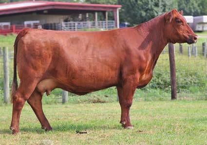 4 80 Leslie should be one of the last cows in the catalog however will catch many people s eyes.