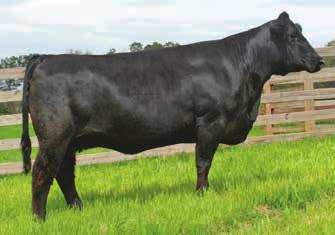 This heifer has the look to be very competitive and the EPDs and potential to be a top producing cow.