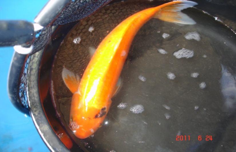 PKWS JULY 2011 ISSUE PAGE 7 Koi Netters have some fish