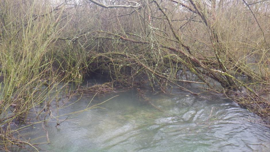 A short distance downstream the tree cover becomes extremely dense and the bed becomes smothered with fine sediment.