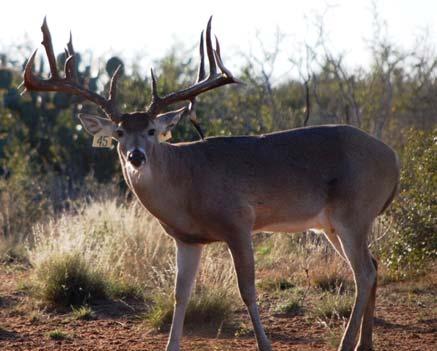 Hunting /Wildlife *native Faith Ranch buck- same bloodline as 2 Tanks deer The 2 Tanks Ranch s premier feature is an