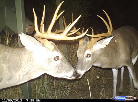 thriving here at 2 Tanks Ranch now! Upper right and lower pictures are some of stocked bucks.